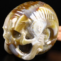 5.7" Premium Brazilian Agate Carved Crystal Octopus Skull,Super Realistic, Crystal Healing