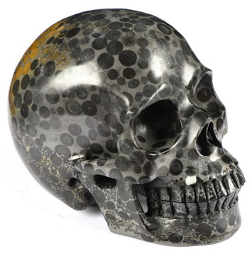 Huge 5.0" Coral Fossil Carved Crystal Skull,Realistic, Crystal Healing