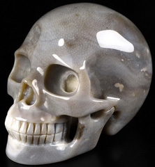 5.0" Coral Fossil Carved Crystal Skull,Realistic, Crystal Healing