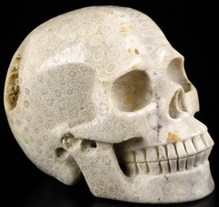 5.0" Coral Fossil Carved Crystal Skull,Realistic, Crystal Healing