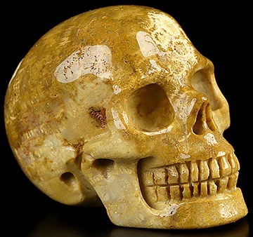 2.0" Coral Fossil Hand Carved Crystal Skull, Realistic, Crystal Healing