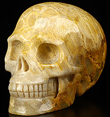 2.0" Coral Fossil Carved Crystal Skull,Realistic, Crystal Healing