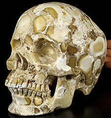 Lifesized 6.9" Coral Fossil Carved Crystal Skull,Super Realistic, Crystal Healing