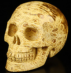 2.0" Coral Fossil Carved Crystal skull,Realistic, Crystal Healing