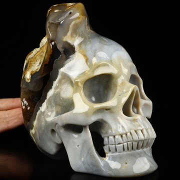 7.3" Coral Fossil Hand Carved Crystal Skull Fine Art Sculpture, Crystal Healing