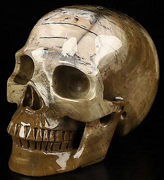 5.1" Petrified Wood Hand Carved Crystal Skull, Realistic, Crystal Healing