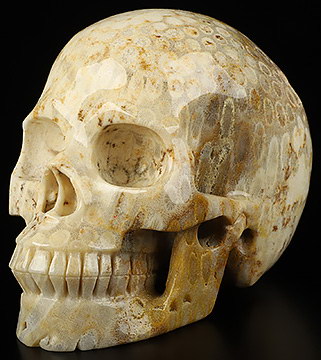 5.1" Coral Fossil Hand Carved Crystal Skull, Realistic, Crystal Healing