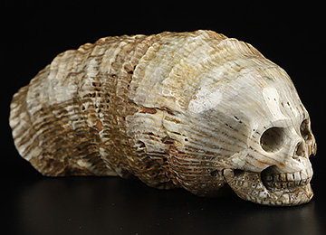 2.9" Foraminifera Fossil Carved Crystal Skull