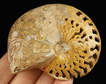 3.1" Chamber Ammonite Fossil Carved Crystal Skull