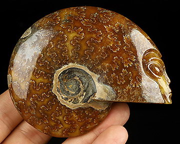 Nice 3.2" Ammonite Fossil Carved Crystal Skull
