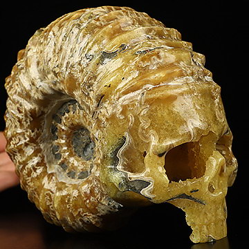 5.5" Ammonite Fossil Carved Crystal Skull