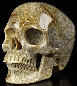 4.5" Coral Fossil Hand Carved Crystal Skull, Super Realistic, Crystal Healing