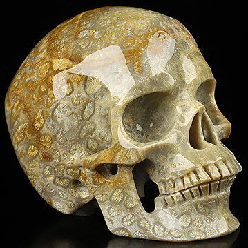 4.1" Coral Fossil Hand Carved Crystal Skull, Super Realistic, Crystal Healing