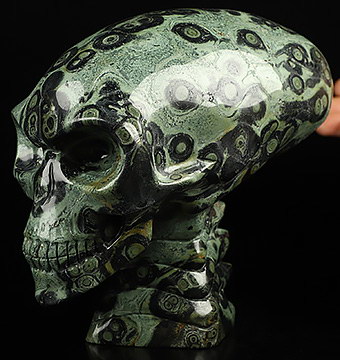 6.5" Kambaba Jasper Hand Carved Crystal Elongated Mayan Alien Skull with Spine Sculpture, Crystal Healing