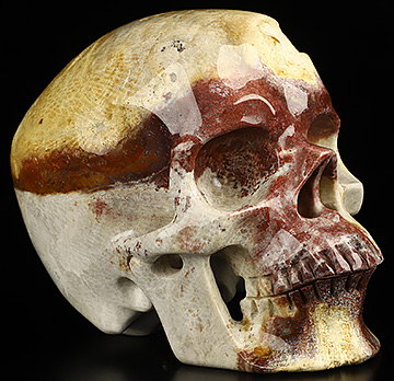 5.1" Coral Fossil Hand Carved Crystal Skull, Super Realistic, Crystal Healing