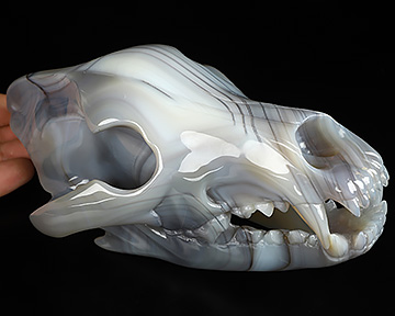 7.9" Agate Hand Carved Crystal Wolf Skull Fine Art Sculpture, Crystal Healing