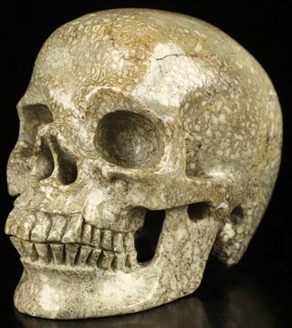 4.1" Dinosaur Sauropoda Bone Fossil Hand Carved Crystal Skull, Super Realistic, Crystal Healing
