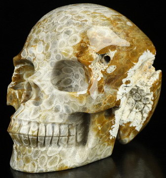 5.1" Coral Fossil Hand Carved Crystal Skull, Realistic, Crystal Healing