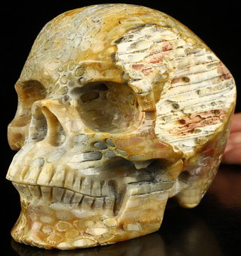 Lifesized 6.4" Coral Fossil Hand Carved Crystal Skull, Realistic, Crystal Healing