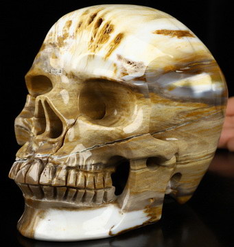 6.1" Petrified Wood Hand Carved Crystal Skull, Super Realistic, Crystal Healing