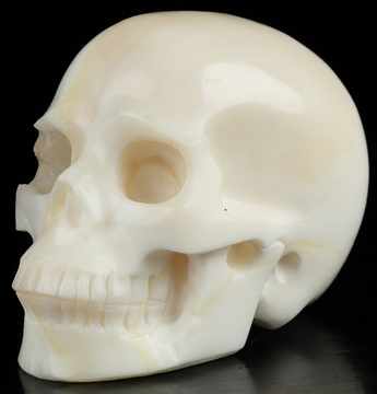 3.7" Tridacna Gigas Hand Carved Crystal Skull, Realistic, Crystal Healing