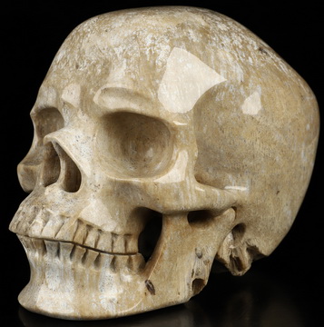 5.3" Coral Fossil Hand Carved Crystal Skull, Super Realistic, Crystal Healing