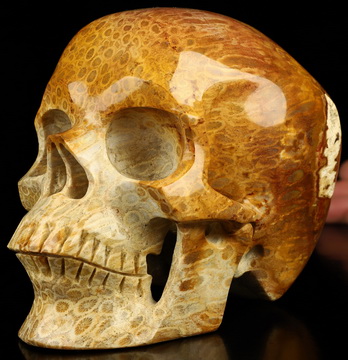 Super Realistic! 6.1" Coral Fossil Hand Carved Crystal Skull, Crystal Healing