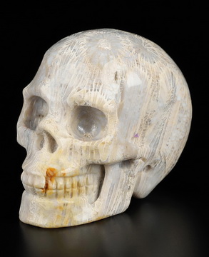 2.0" Coral Fossil Hand Carved Crystal Skull, Realistic, Crystal Healing