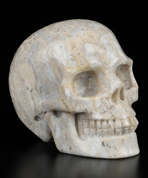 2.0" Coral Fossil Hand Carved Crystal Skull, Realistic, Crystal Healing