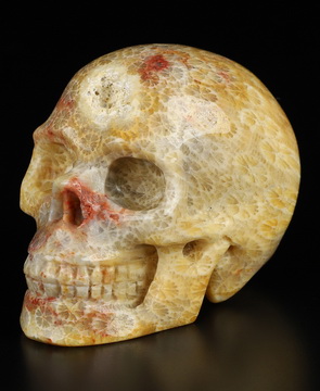 2.0" Coral Fossil Hand Carved Crystal Skull, Realistic, Crystal Healing