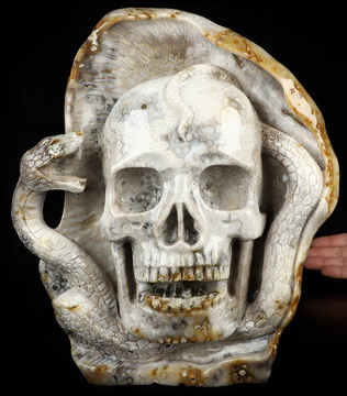 10.6" Coral Fossil Hand Carved Crystal Skull and Snake Sculpture, Crystal Healing