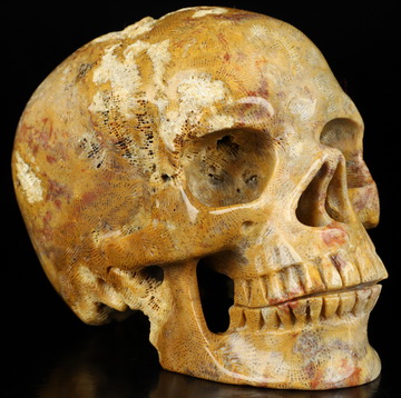 5.1" Coral Fossil Hand Carved Crystal Skull, Super Realistic, Crystal Healing