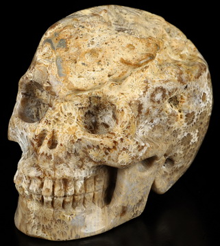3.5" Coral Fossil Hand Carved Crystal Skull, Realistic, Crystal Healing