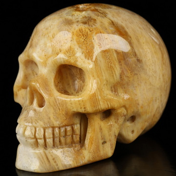 2.0" Coral Fossil Hand Carved Crystal Skull, Realistic, Crystal Healing