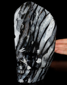 6.3" Black Zebra Agate Hand Carved Crystal Skull Fine Art Sculpture, Crystal Healing