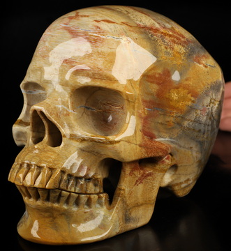 Lifesized 6.9" Petrified Wood Hand Carved Crystal Skull, Super Realistic, Crystal Healing