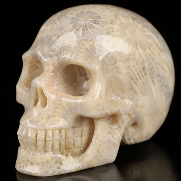 2.0" Coral Fossil Hand Carved Crystal Skull, Realistic, Crystal Healing