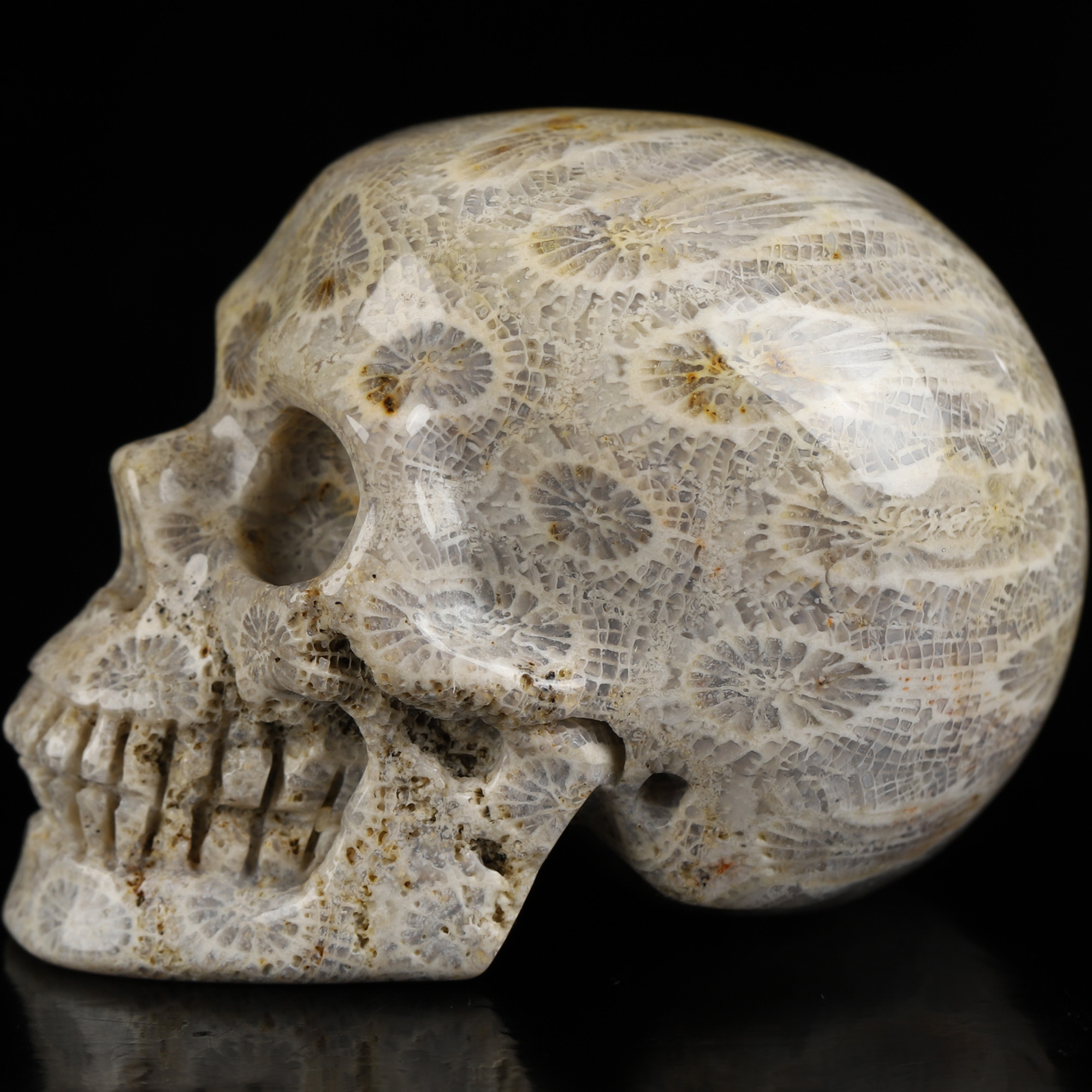 2.0" Coral Fossil Hand Carved Crystal Skull, Realistic, Crystal Healing