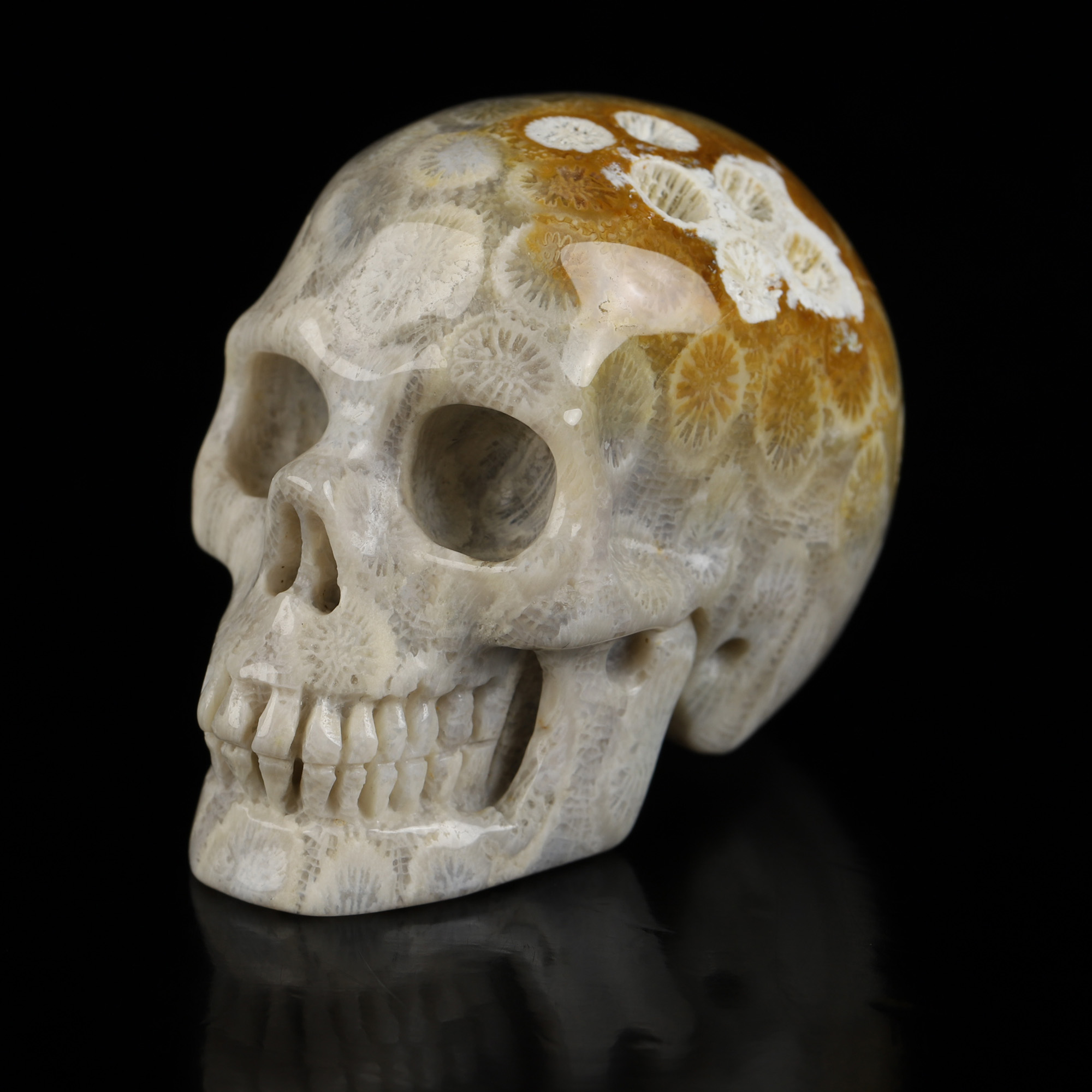 2.0" Coral Fossil Hand Carved Crystal Skull, Realistic, Crystal Healing