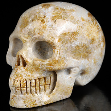 2.0" Coral Fossil Hand Carved Crystal Skull, Realistic, Crystal Healing