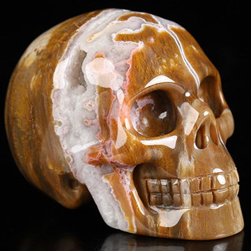 Gemstone 2.0" Petrified Wood Hand Carved Crystal Skull, Realistic, Crystal Healing