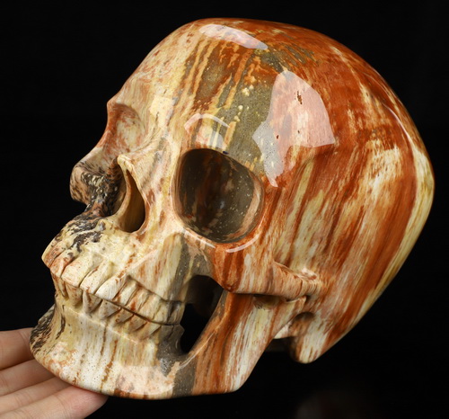 Lifesized 6.8" Petrified Wood Hand Carved Crystal Skull, Super Realistic, Crystal Healing
