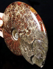 Titan 7.7" Ammonite Fossil Carved Crystal Star Being, Alien skull