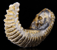 2.8" Rastellum, Oyster Fossil Carved Crystal Skull Sculpture