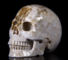 2.5" Coral Fossil Carved Crystal Skull, Realistic