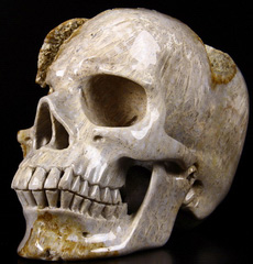 Lifesized 7.2" Coral Fossil Carved Crystal Skull, Realistic