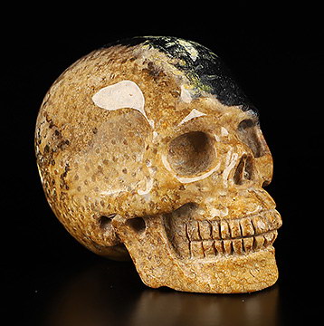 2.0" Bug Fossil Agate Carved Crystal Skull, Realistic