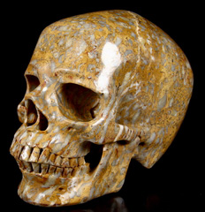 Lifesized 7.3" Petrified Coral Fossil Carved Crystal Skull, Super Realistic