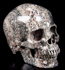 Huge 5.1" Crinoid Fossil Carved Crystal Skull, Super Realistic