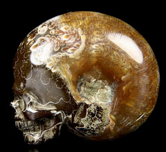 2.4" Ammonite Fossil Carved Crystal Skull
